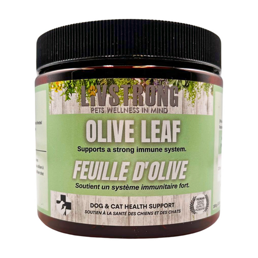 Livstrong- Feuille d'olive